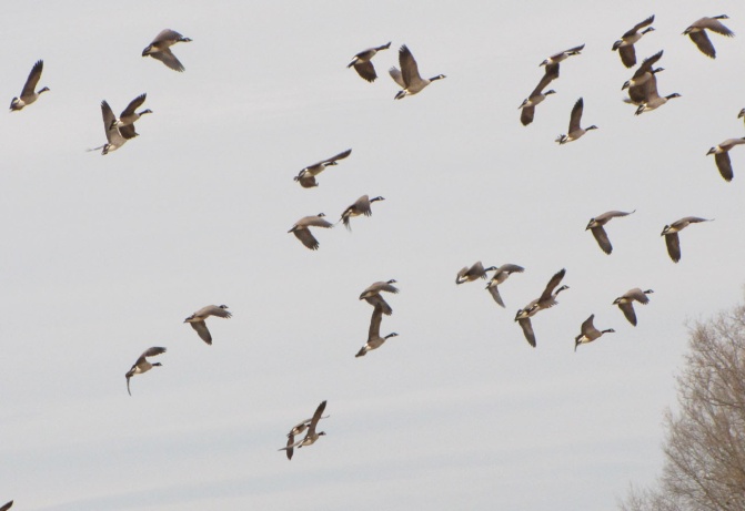 geese-flying.jpg