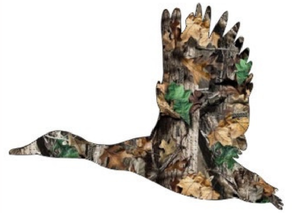 My Duck Log
